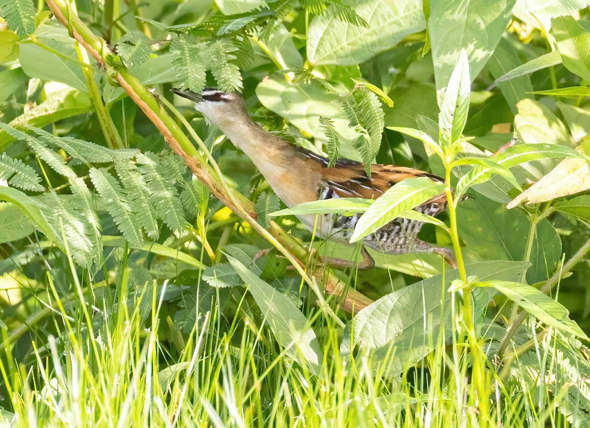 Yellow-breasted Crake - ML623243275