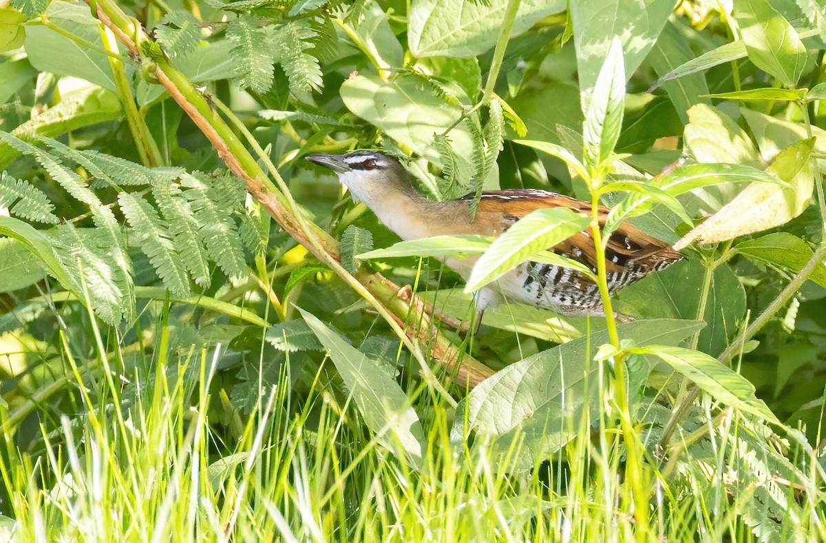 Yellow-breasted Crake - Sandy & Bob Sipe