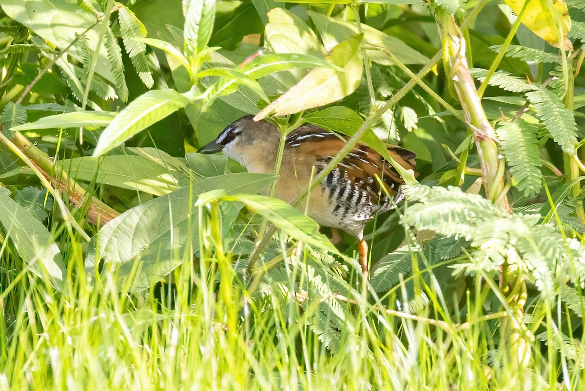 Yellow-breasted Crake - ML623243293