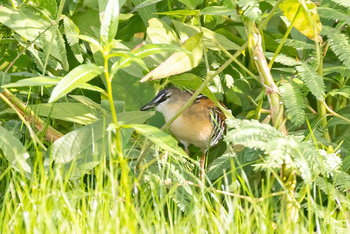 Yellow-breasted Crake - ML623243294