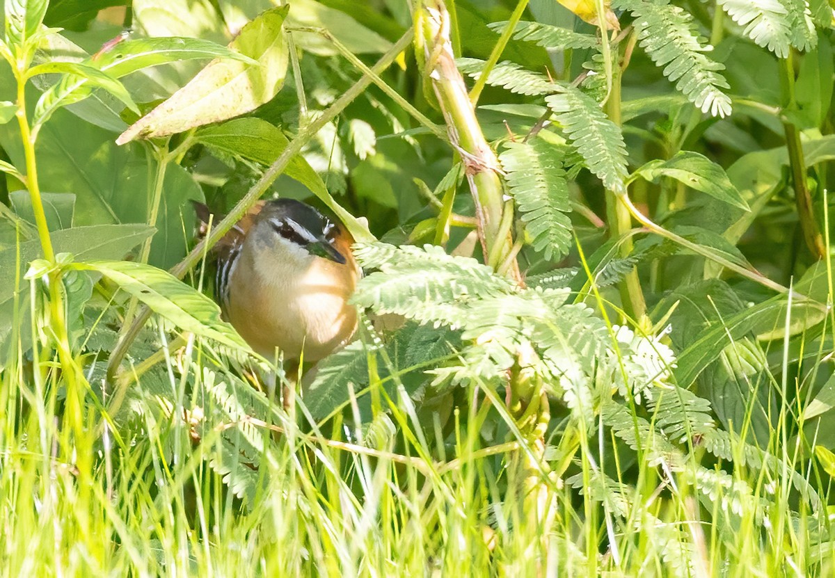 Yellow-breasted Crake - ML623243298