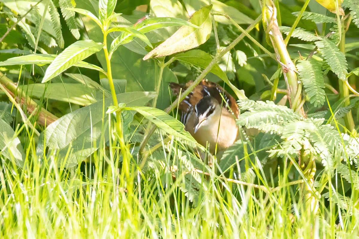 Yellow-breasted Crake - ML623243299