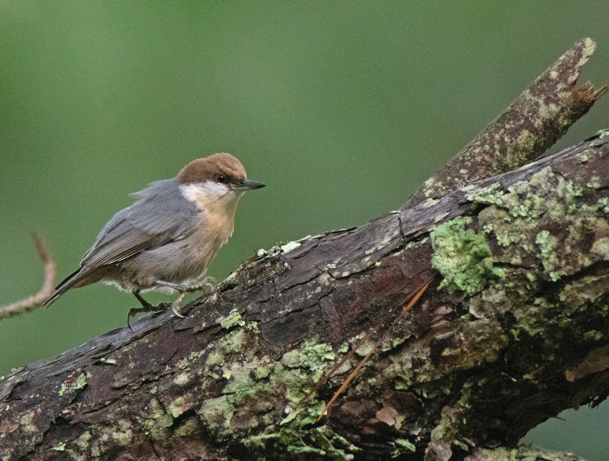 Brown-headed Nuthatch - ML623243344