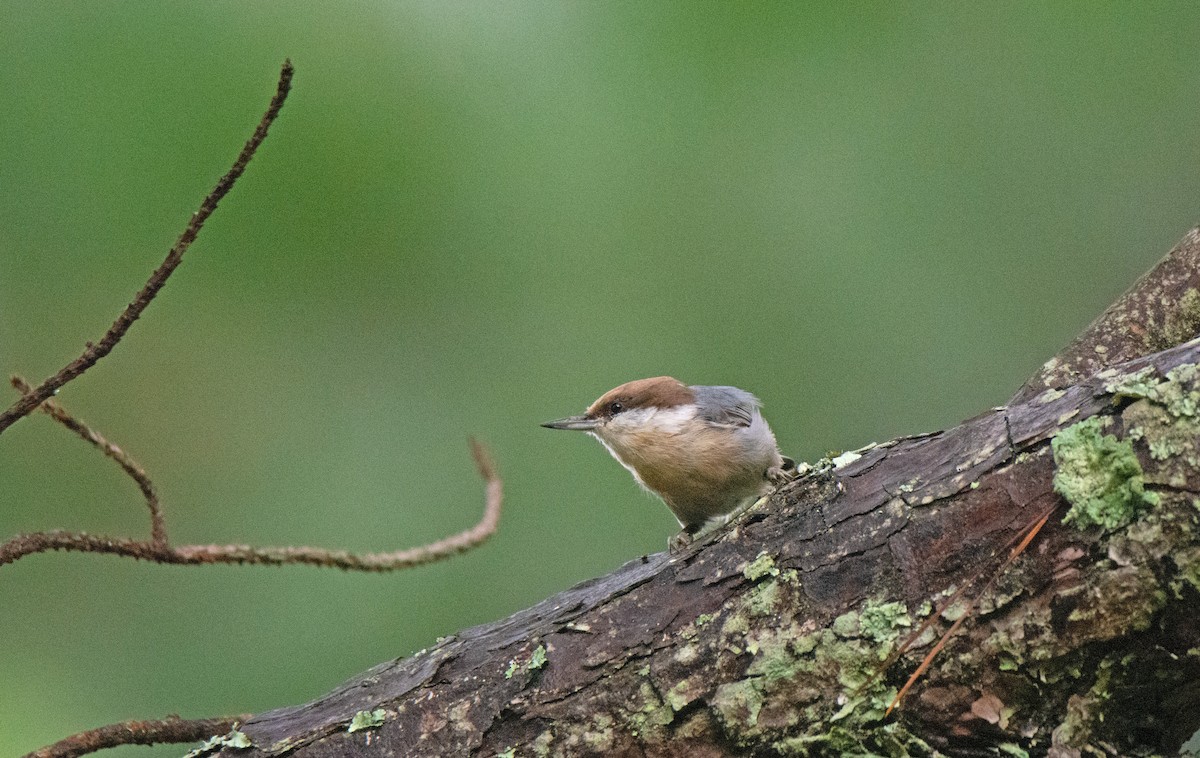 Brown-headed Nuthatch - ML623243345