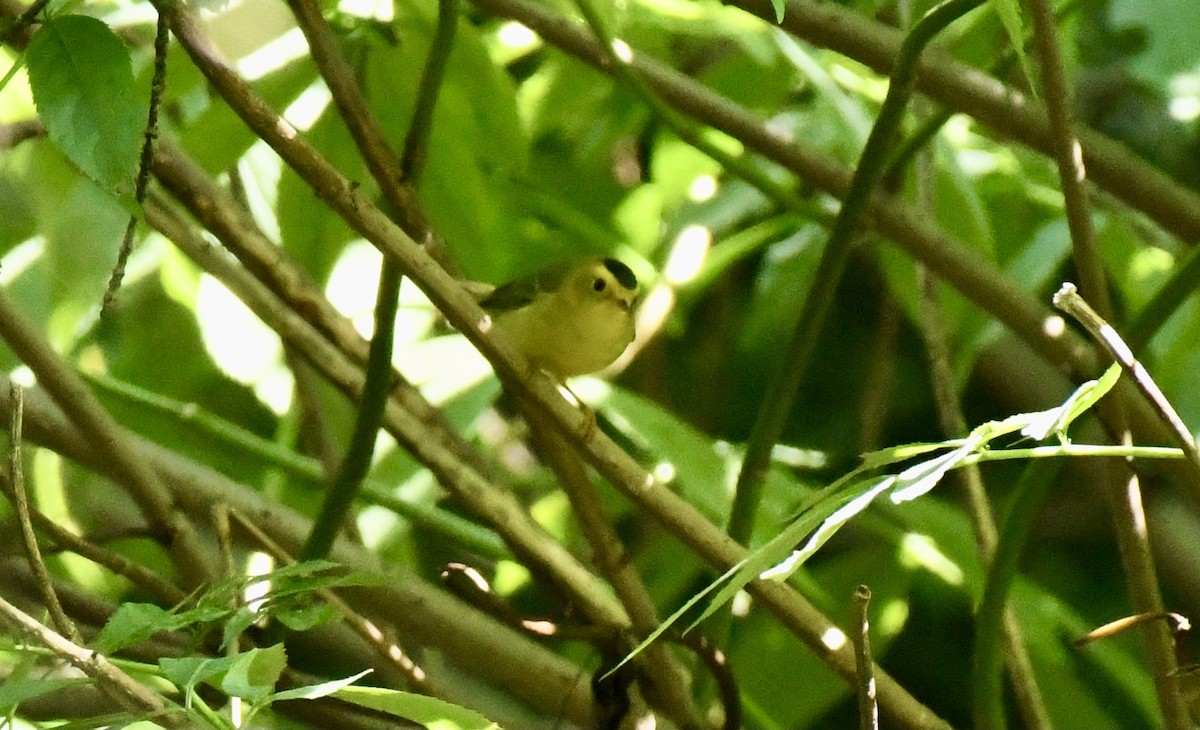 Wilson's Warbler - Brad Smith