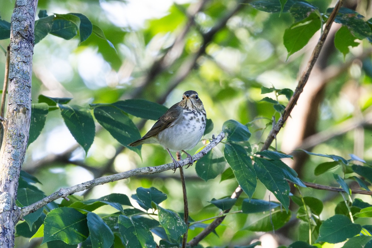 Swainson's Thrush - ML623243498