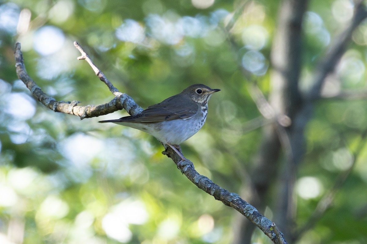 Swainson's Thrush - ML623243499