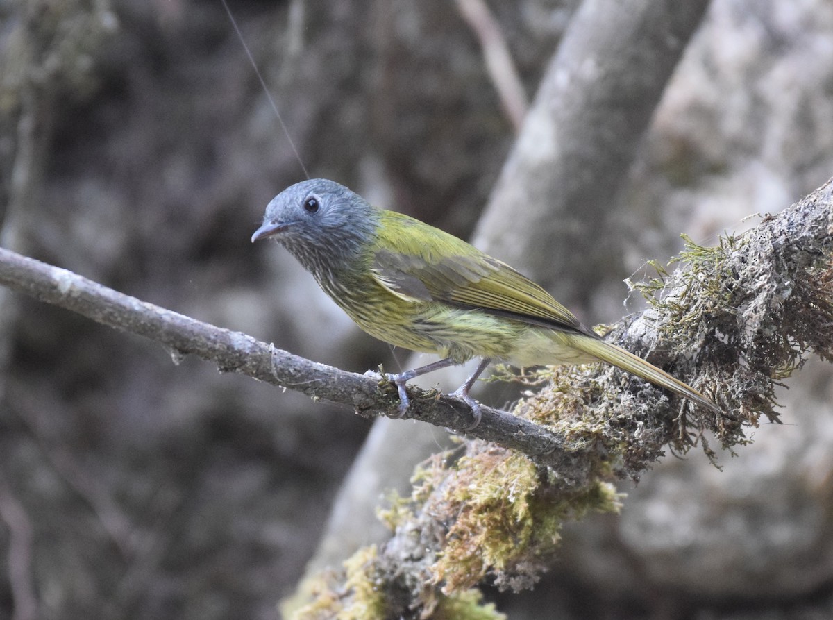 Mosquero Gorjiestriado - ML623243599