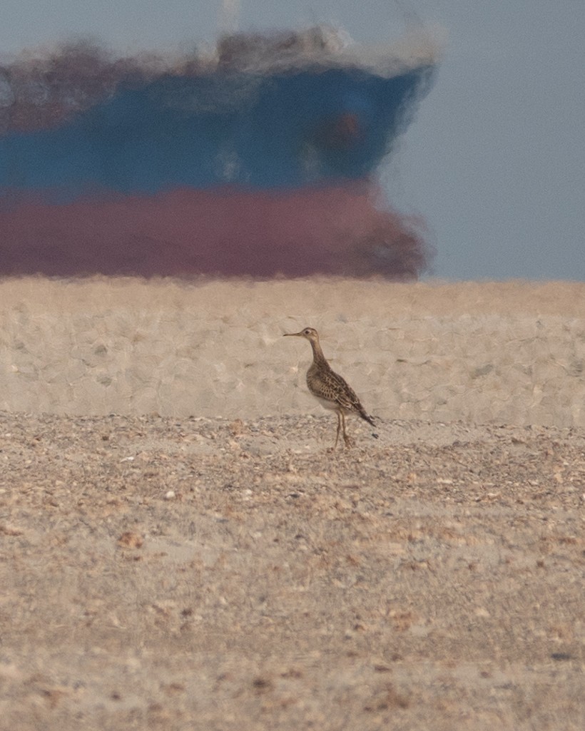 Upland Sandpiper - ML623243644