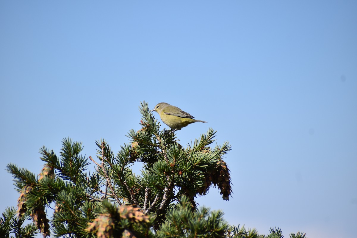 Orange-crowned Warbler - ML623243695