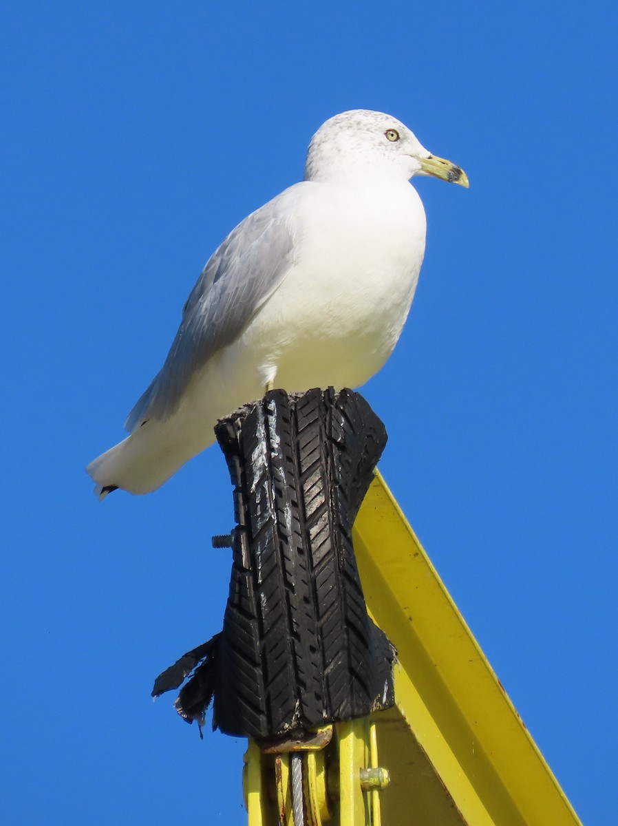 Ring-billed Gull - Barbara Mansell