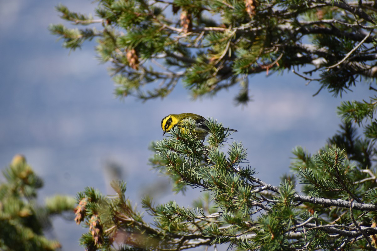 Townsend's Warbler - ML623243730