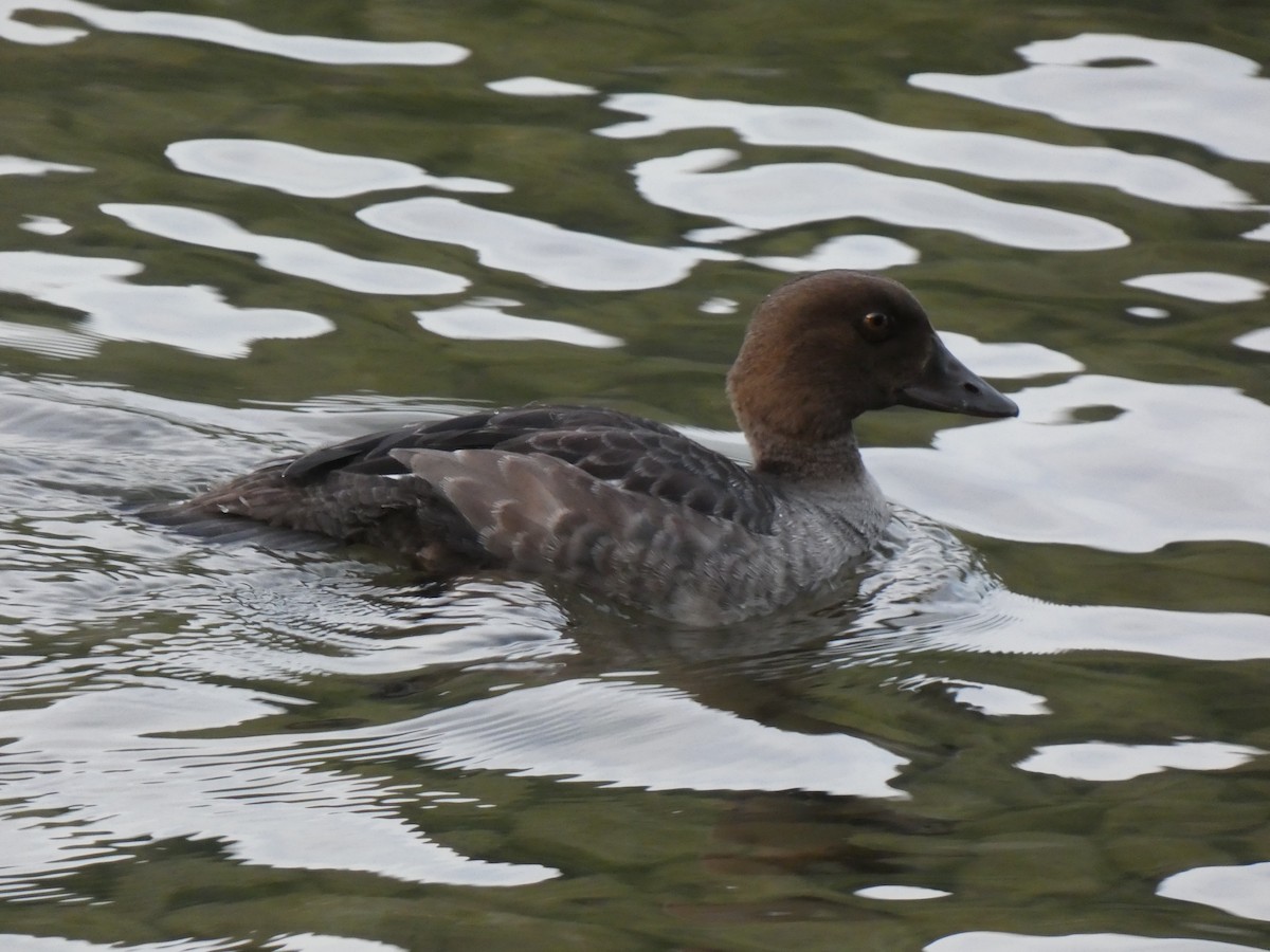 Common Goldeneye - ML623243736