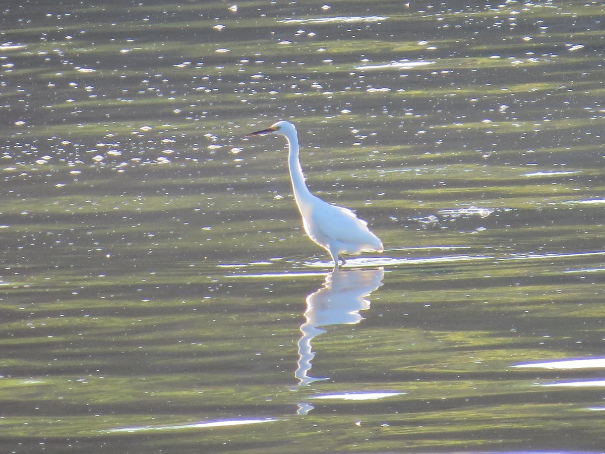 Snowy Egret - Jerry Smith