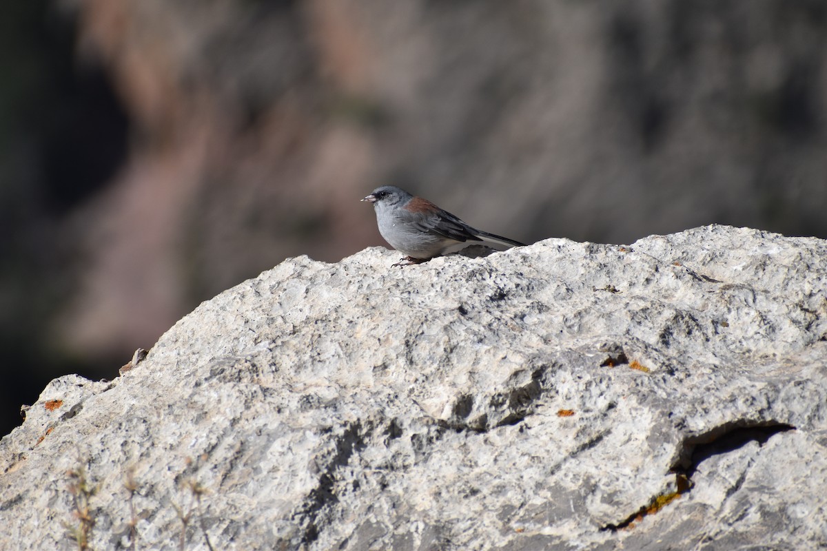 Dark-eyed Junco - ML623243832