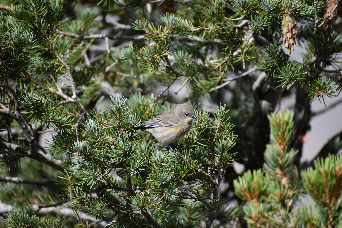 Yellow-rumped Warbler - ML623243920