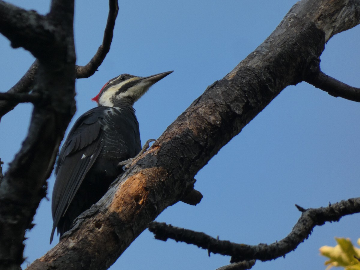 Pileated Woodpecker - ML623243973