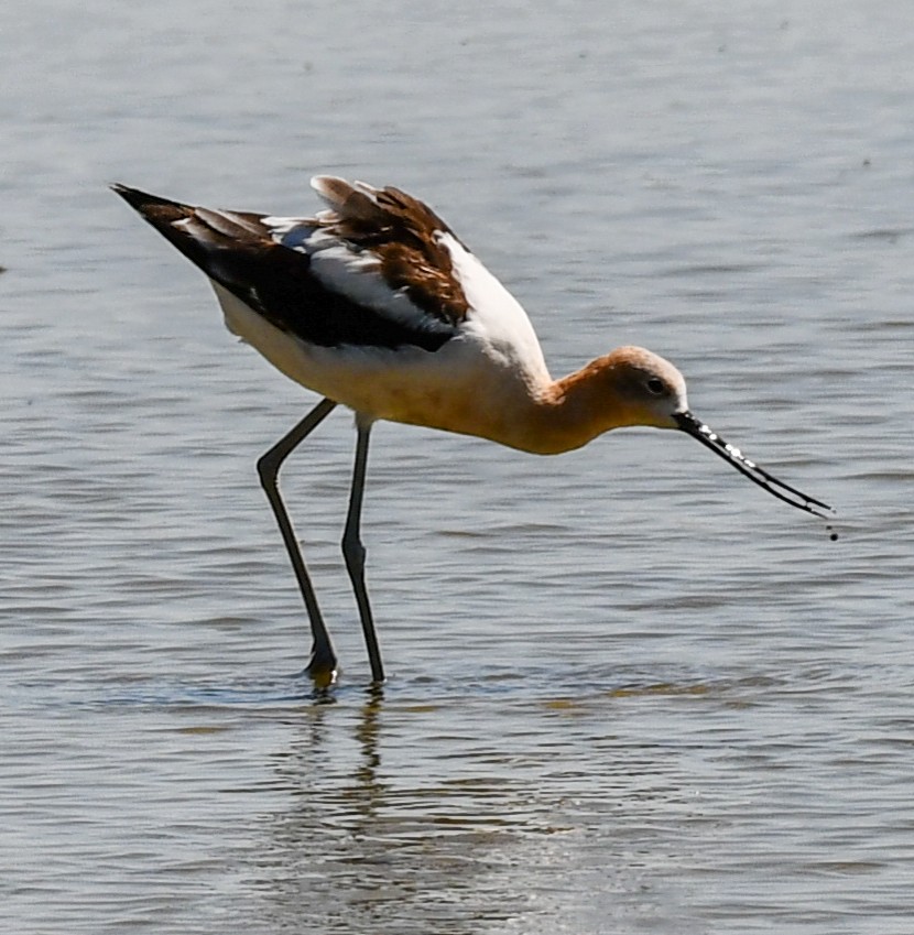 American Avocet - ML623244059