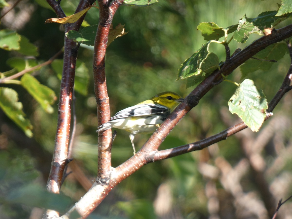 Black-throated Green Warbler - ML623244155