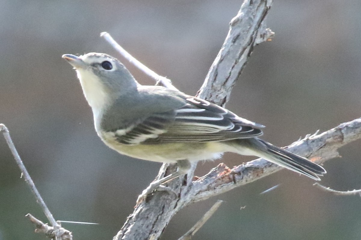 Cassin's Vireo - ML623244181