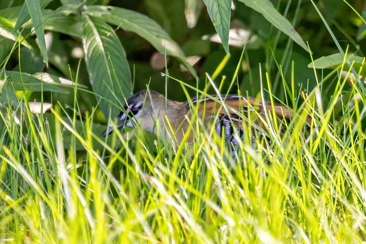 Yellow-breasted Crake - ML623244184