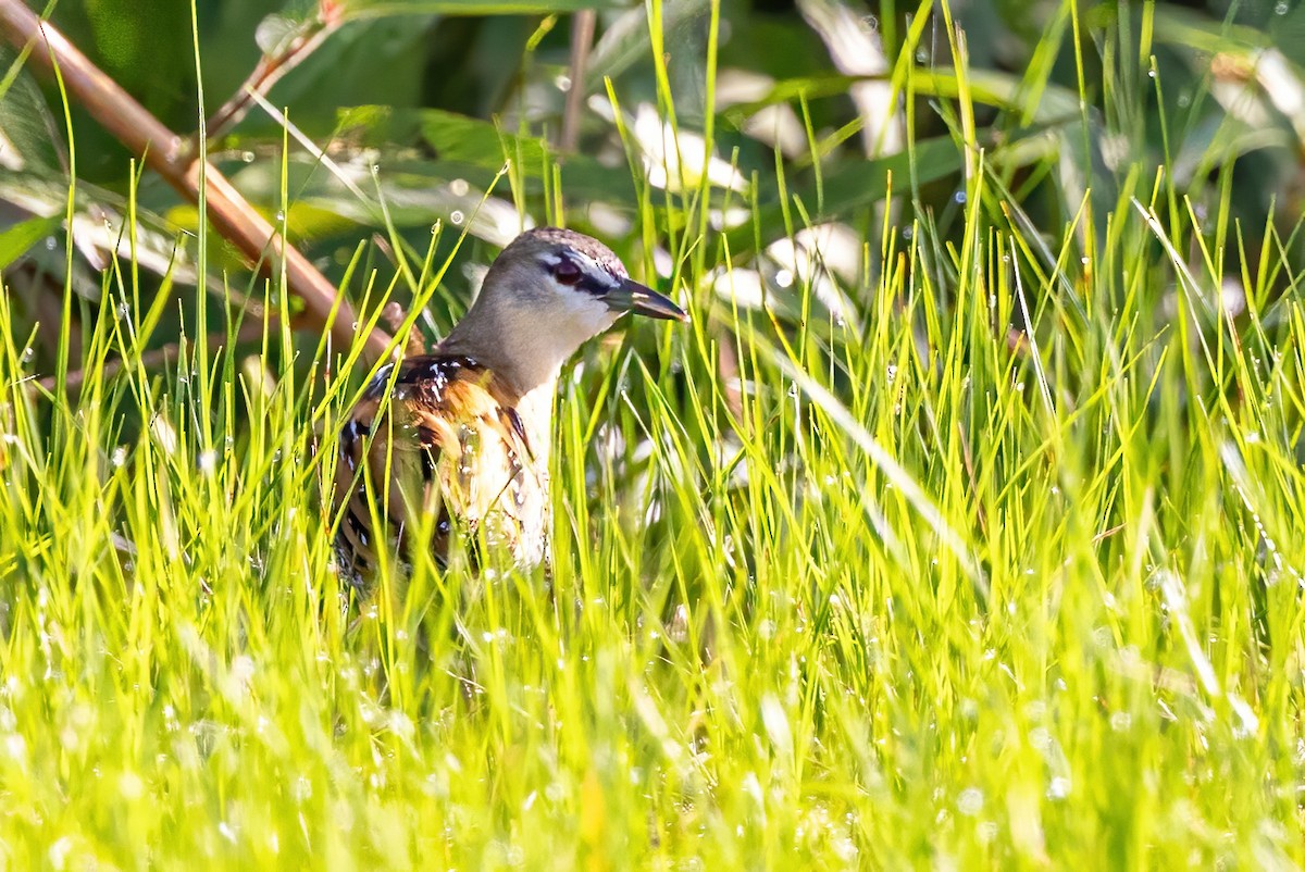 Yellow-breasted Crake - ML623244186