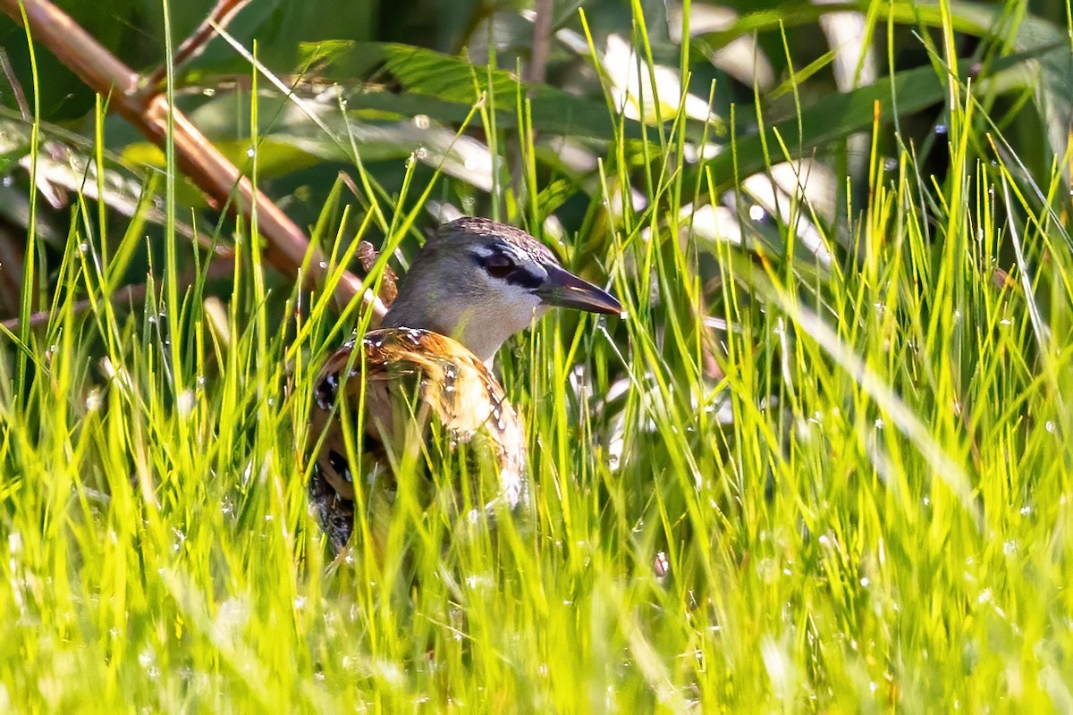 Yellow-breasted Crake - ML623244187