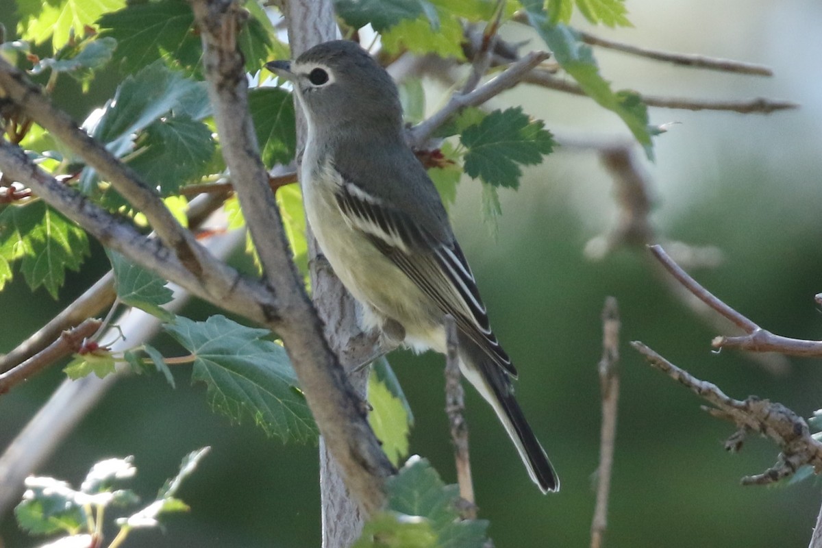 Cassin's Vireo - Tom Behnfield