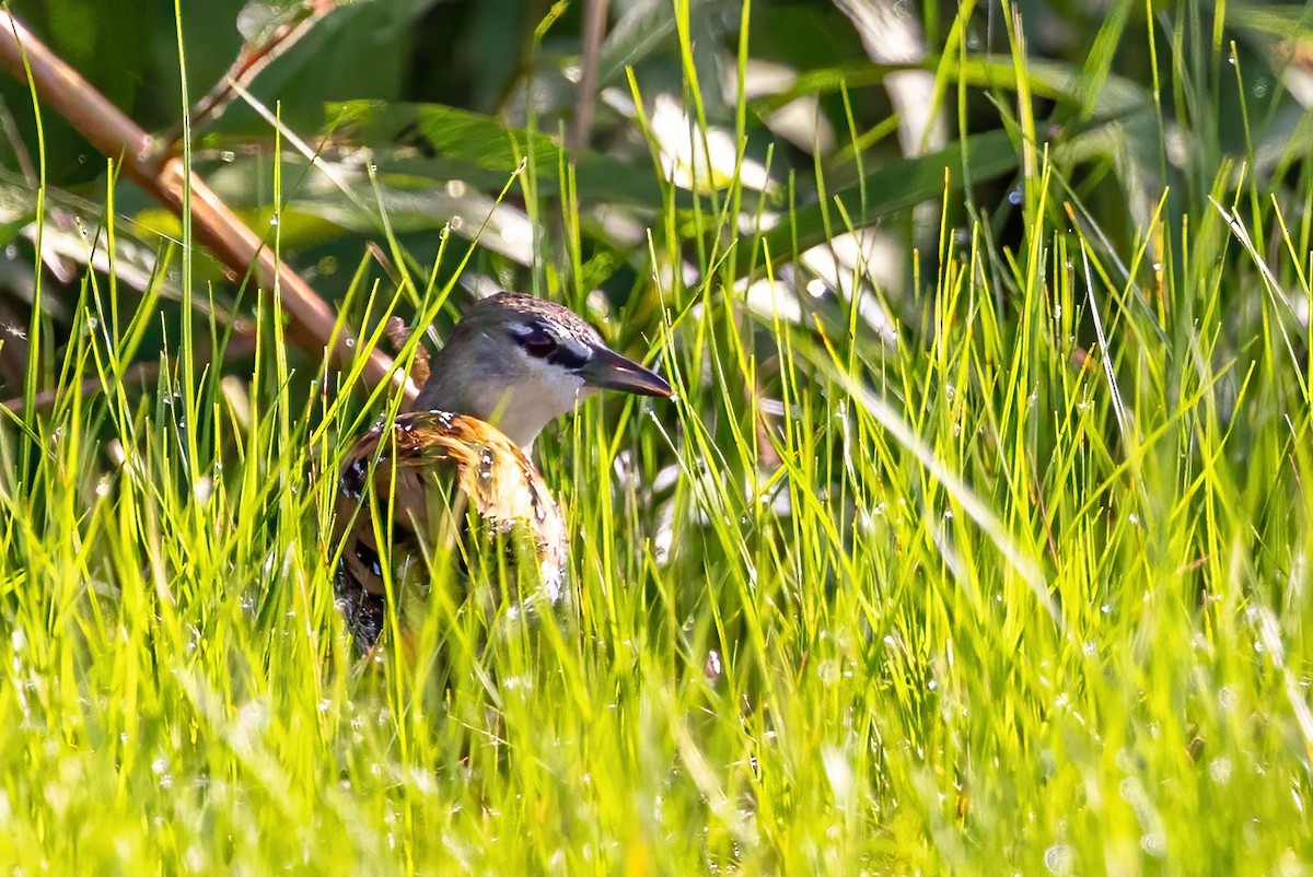 Yellow-breasted Crake - ML623244193