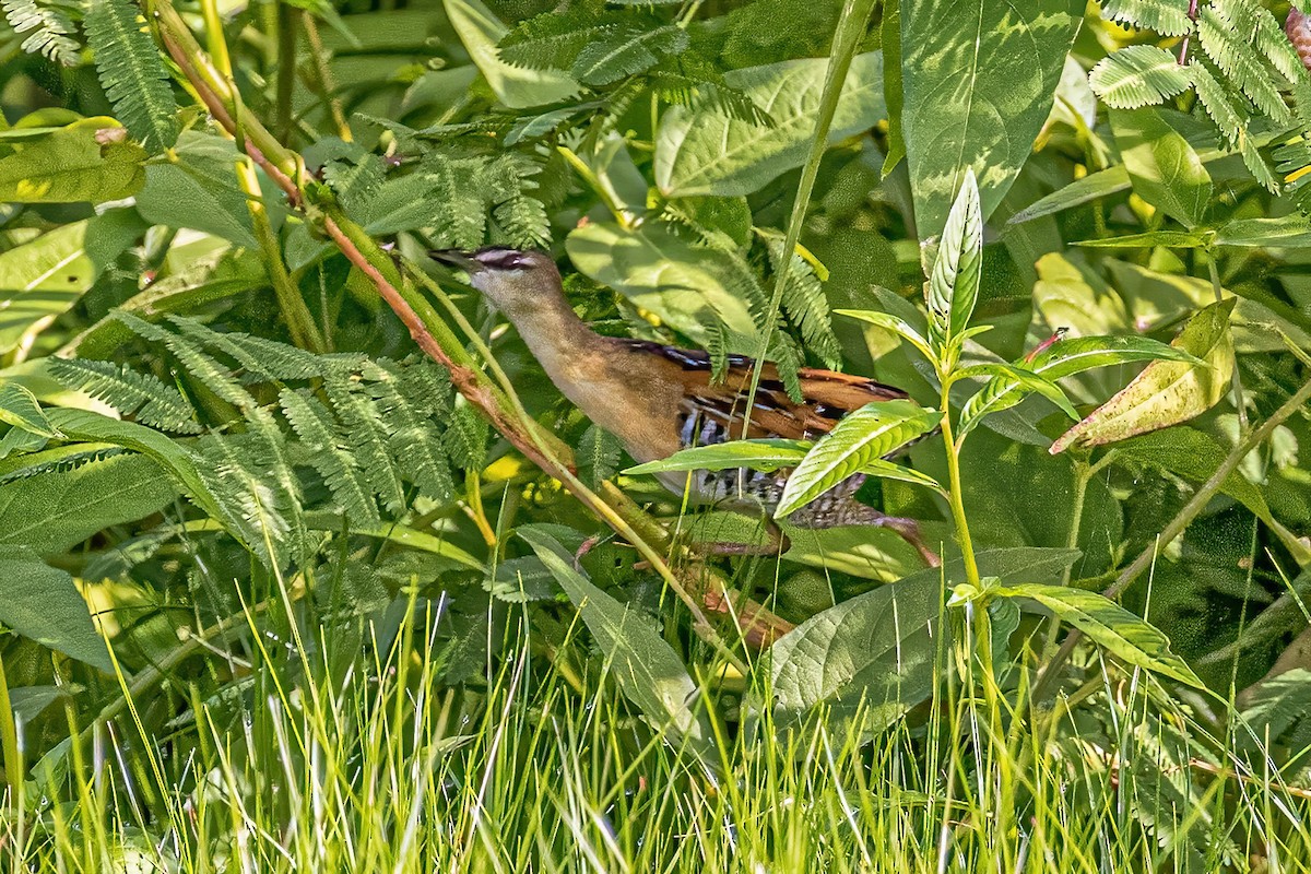 Yellow-breasted Crake - ML623244194