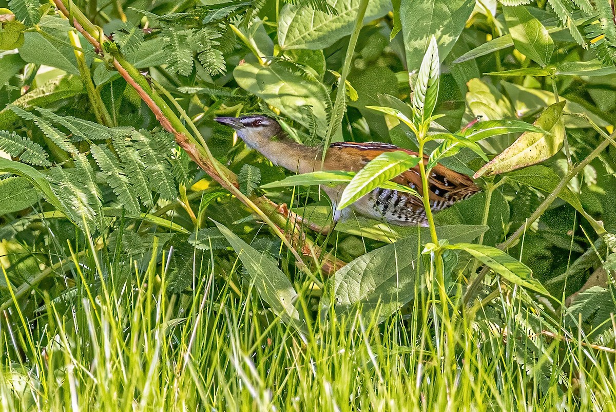 Yellow-breasted Crake - ML623244197