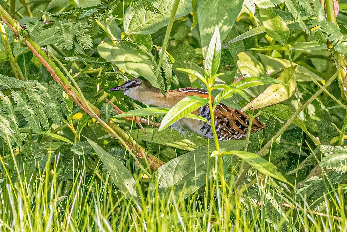 Yellow-breasted Crake - ML623244198