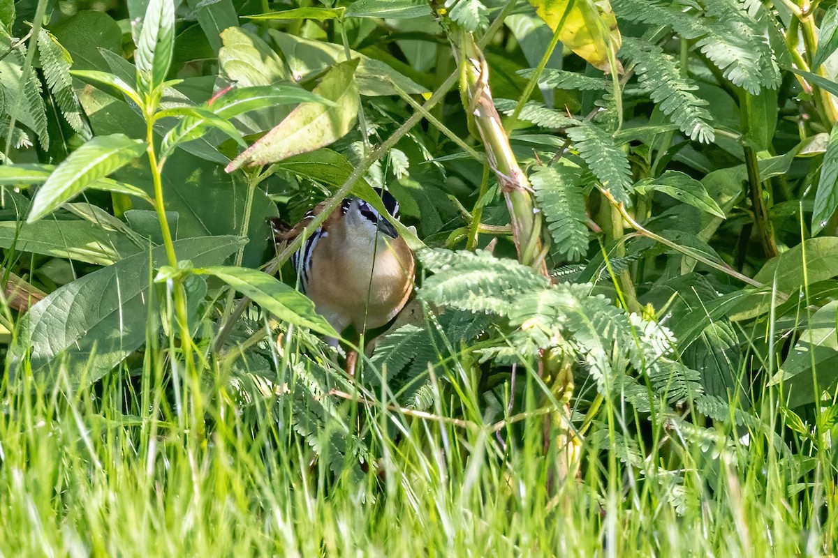 Yellow-breasted Crake - ML623244203