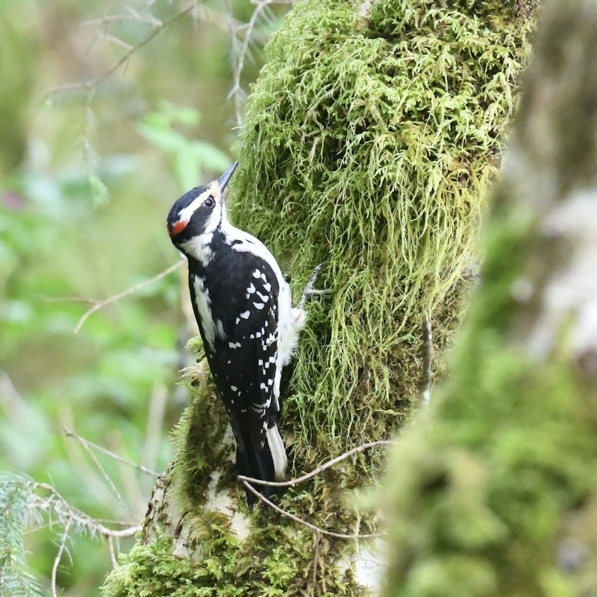 Hairy Woodpecker - ML623244208