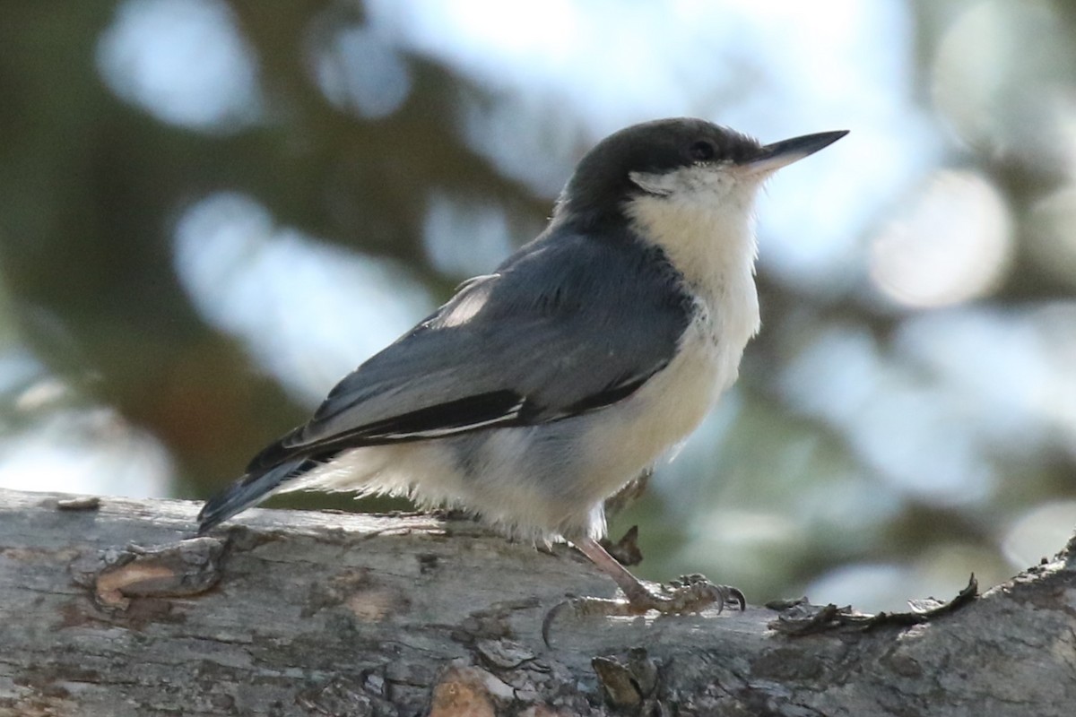 Pygmy Nuthatch - ML623244229