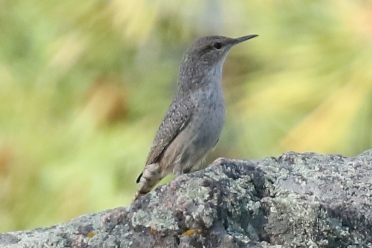 Rock Wren - ML623244231