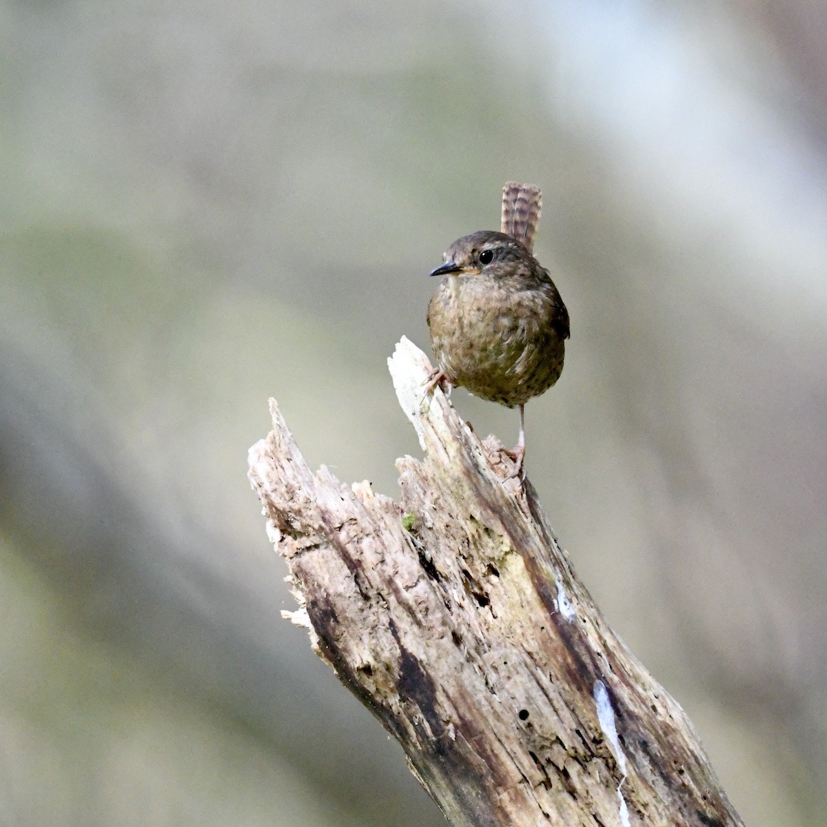 Pacific Wren - Diane Nastase