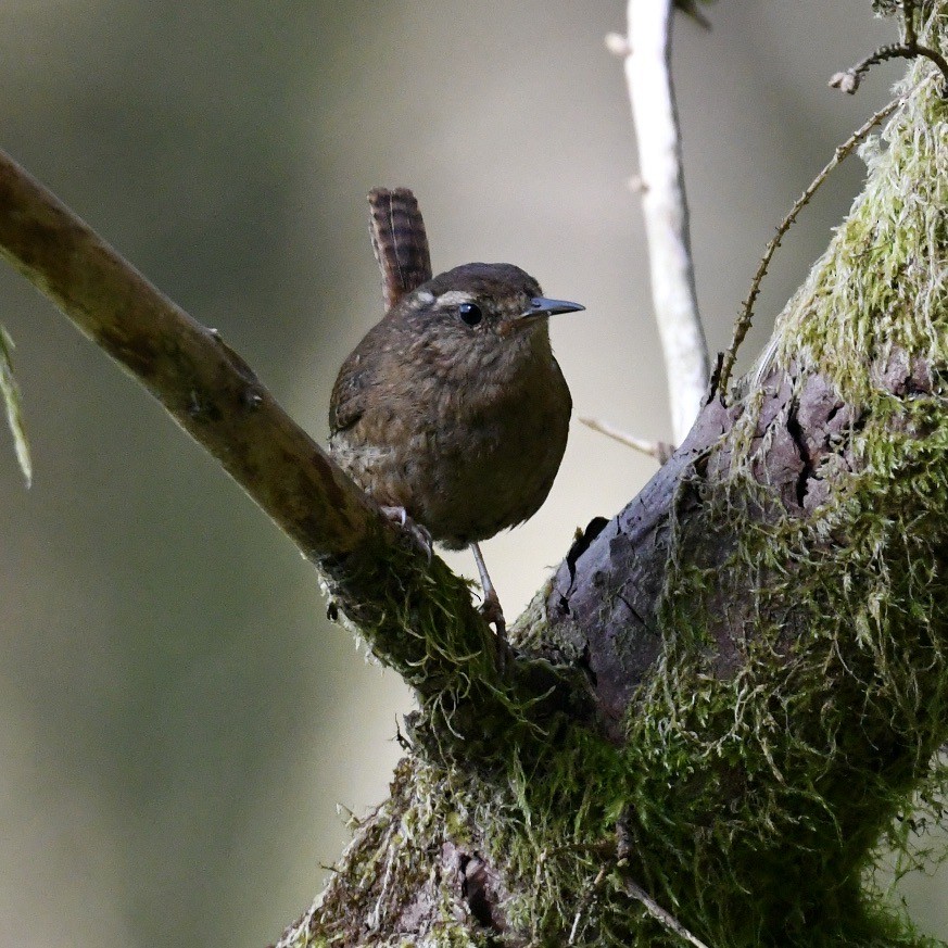 Pacific Wren - Diane Nastase