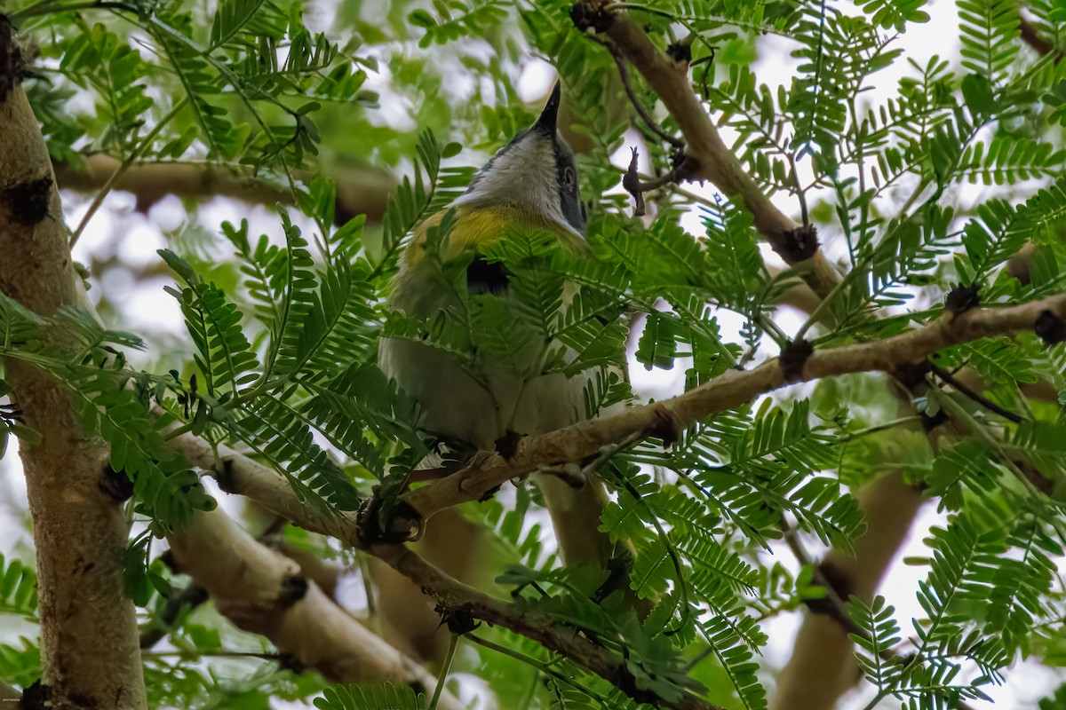 Yellow-breasted Apalis - John Hannan