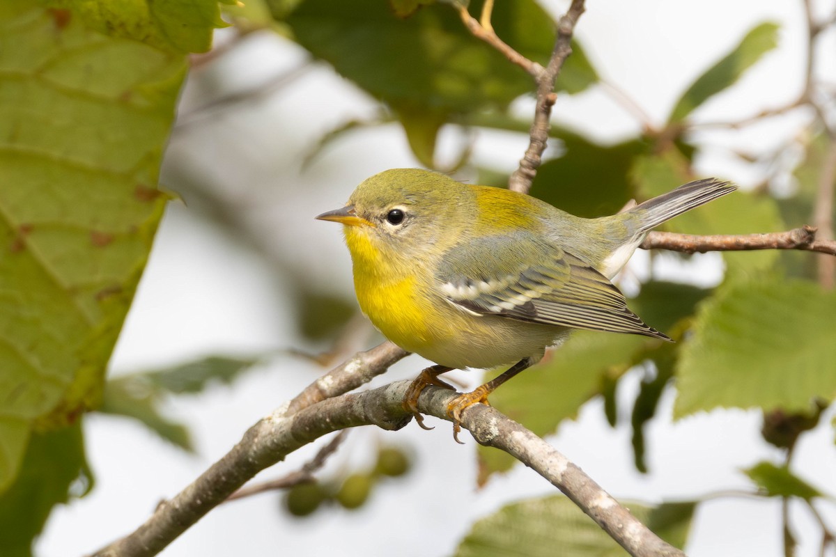 Northern Parula - ML623244402