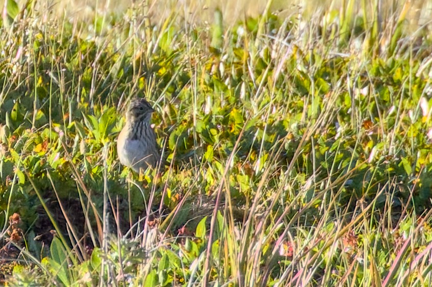 Lincoln's Sparrow - ML623244438