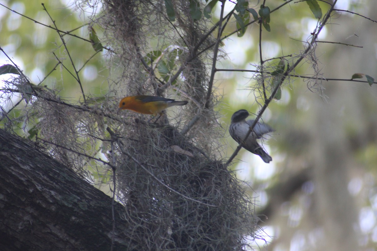 Prothonotary Warbler - ML623244439