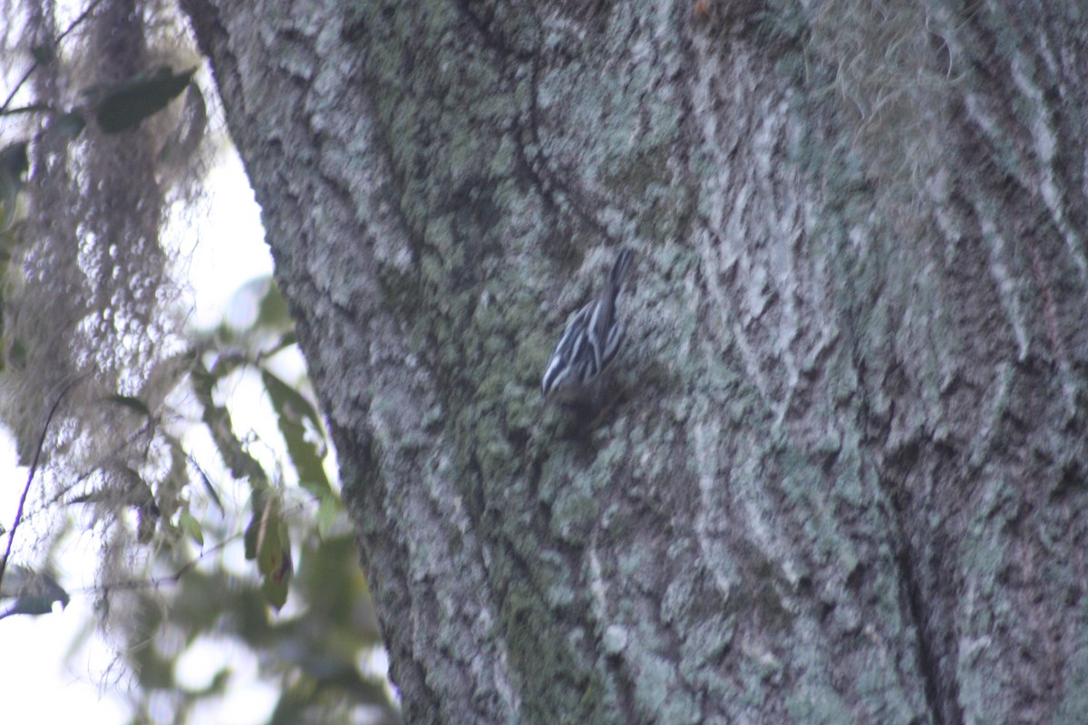 Black-and-white Warbler - ML623244448