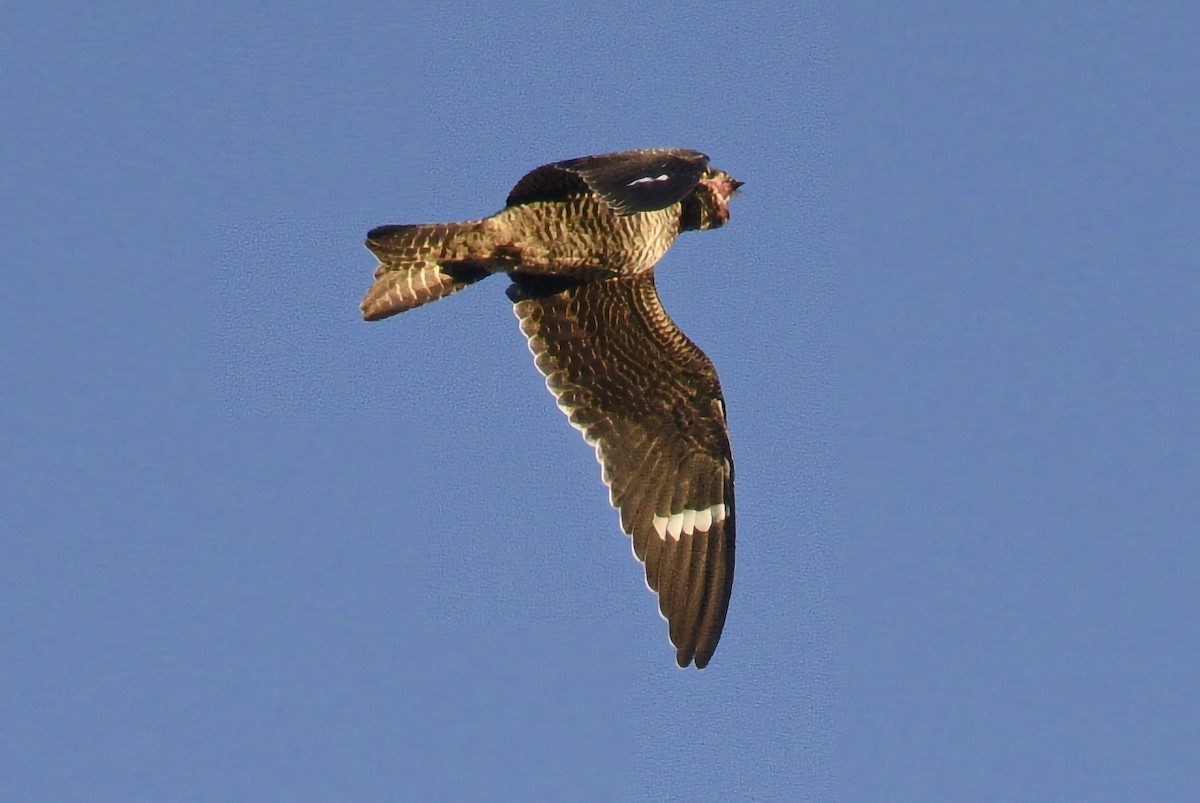 Common Nighthawk - Linda Merry