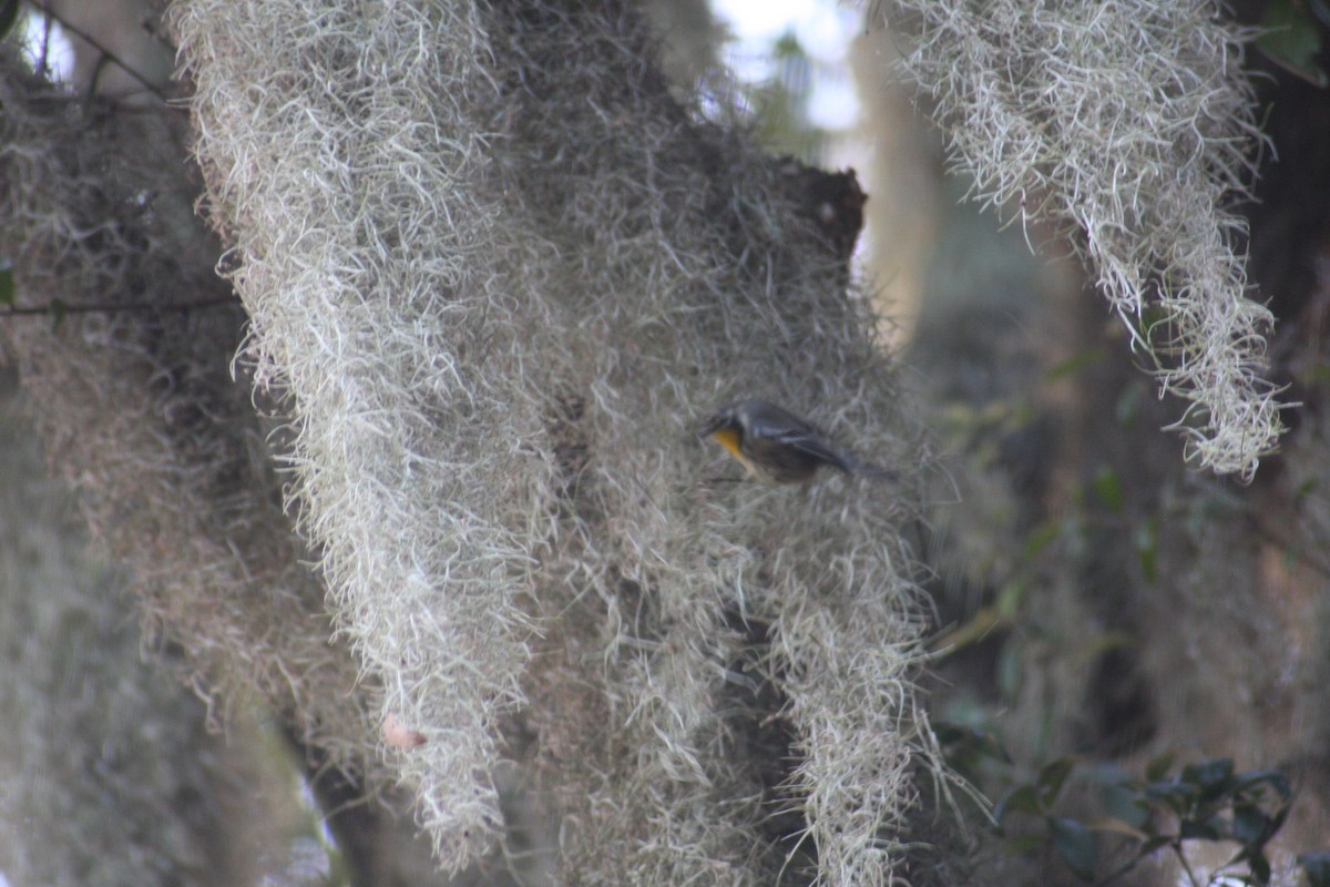 Yellow-throated Warbler - ML623244457