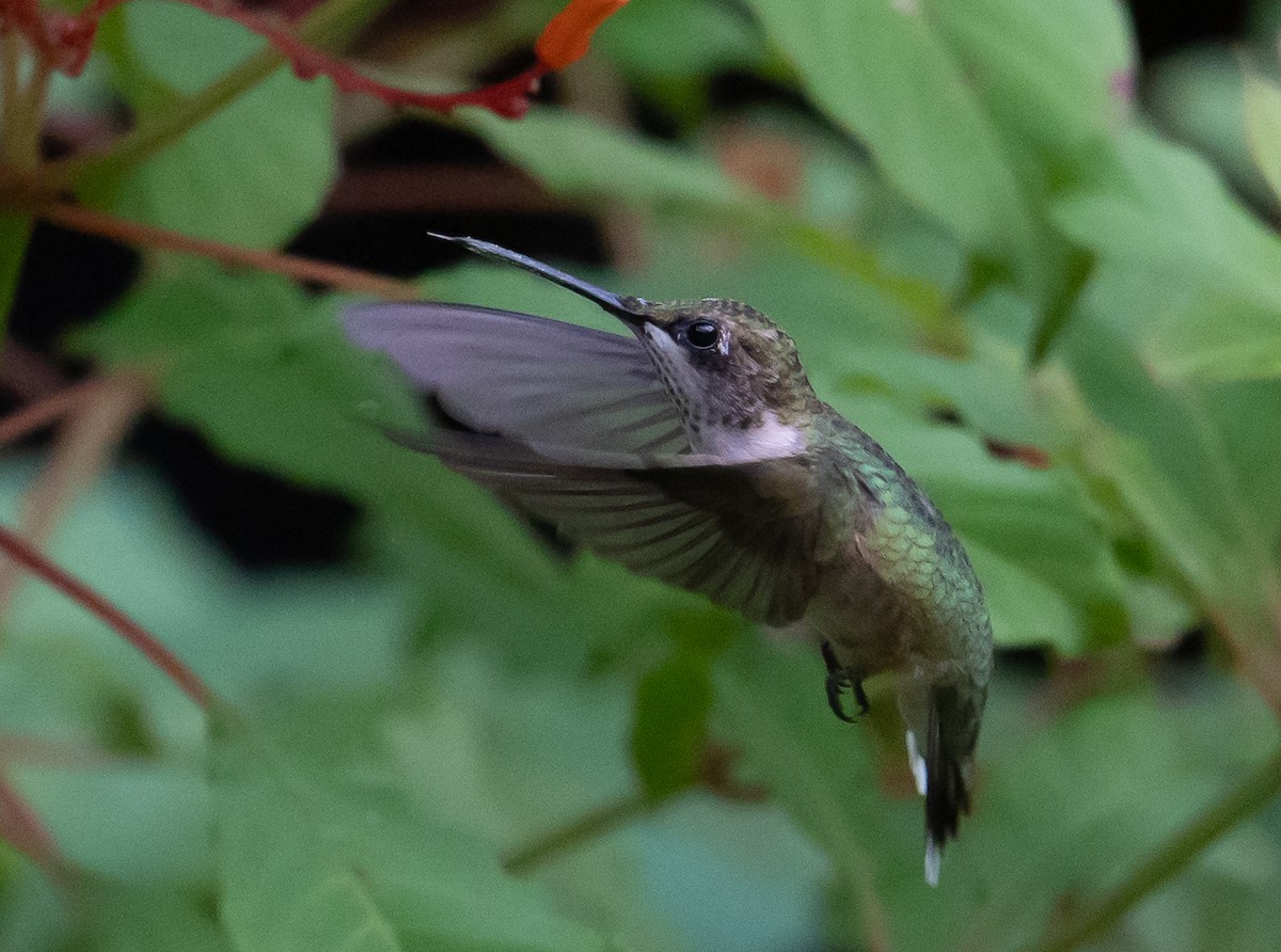 Ruby-throated Hummingbird - ML623244471