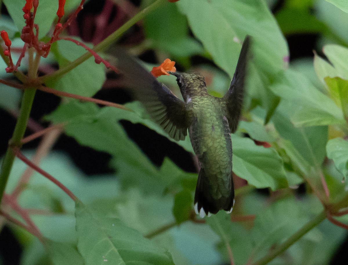 Ruby-throated Hummingbird - ML623244475