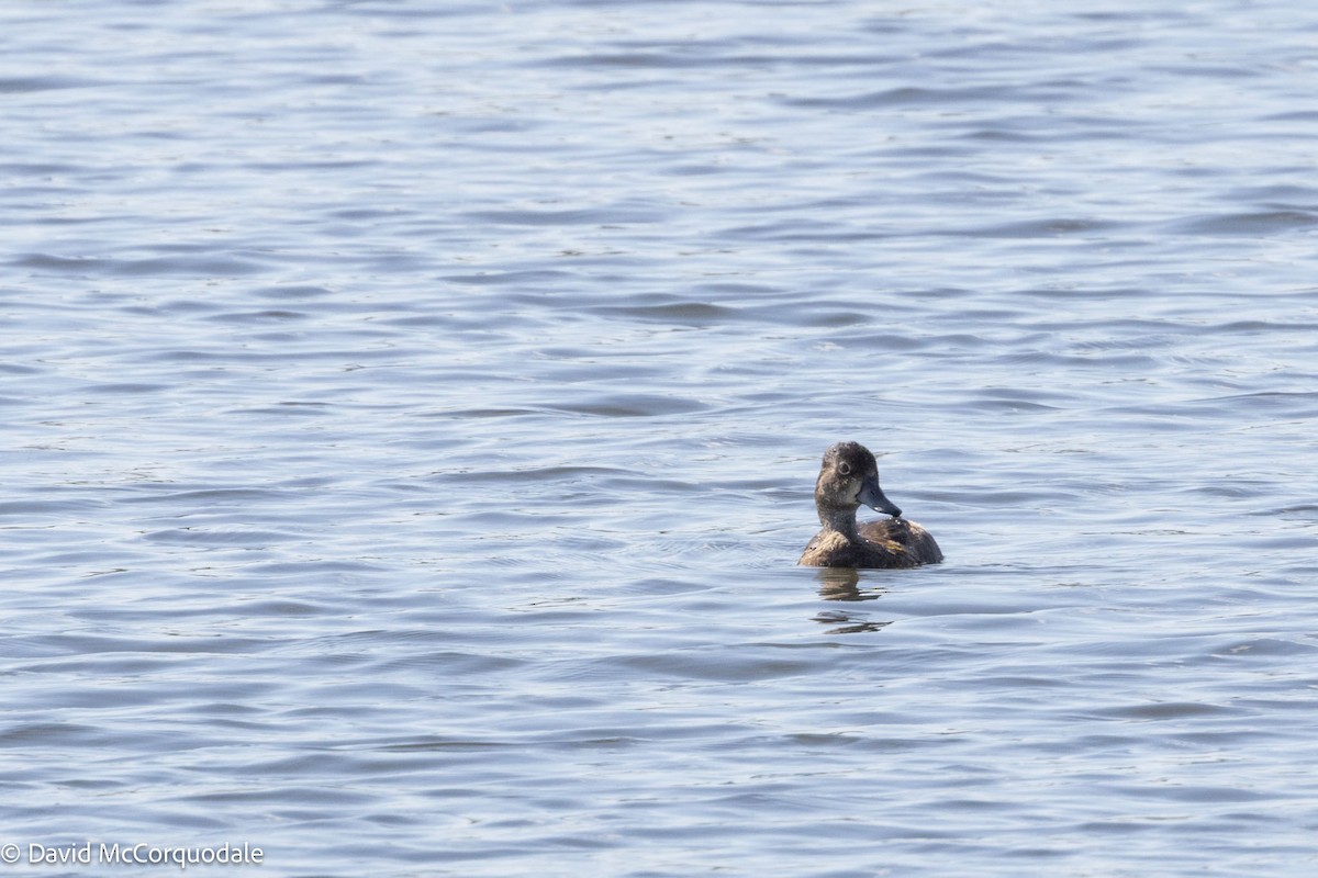 Ring-necked Duck - David McCorquodale