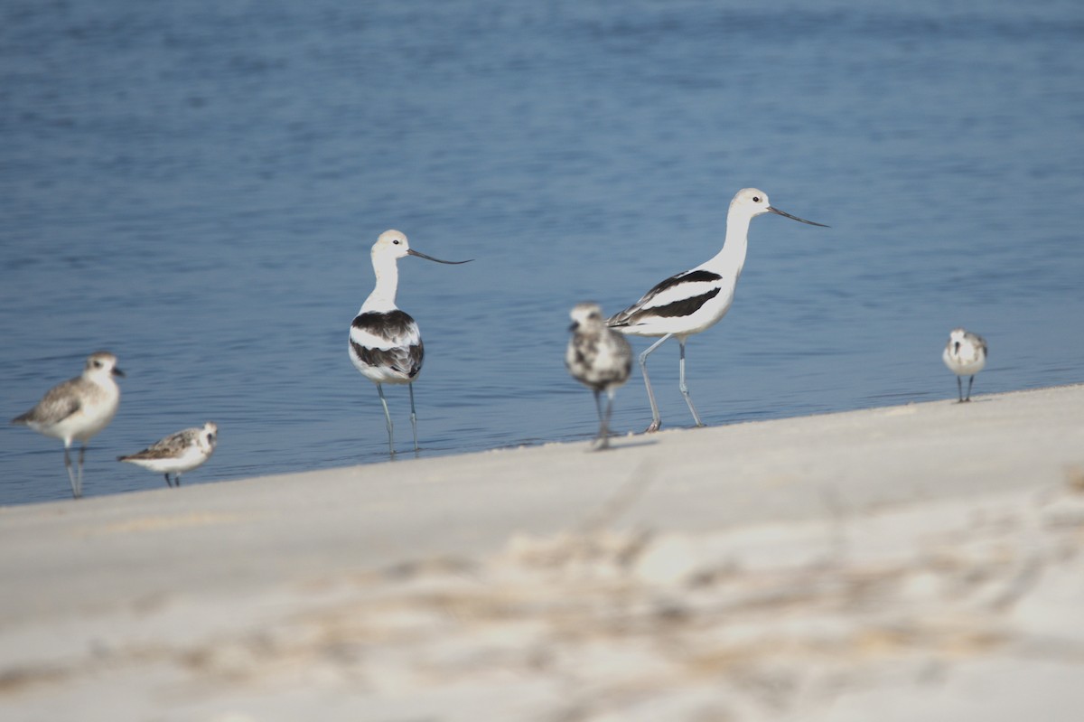 American Avocet - ML623244532