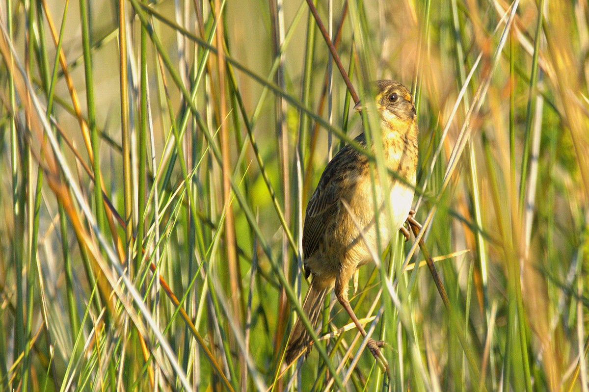 Seaside Sparrow - ML623244558